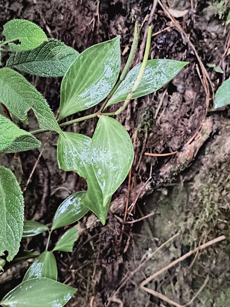Peperomia pseudopereskiifolia