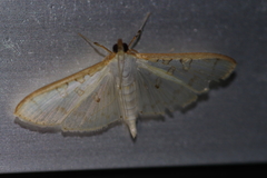 Palpita munroei