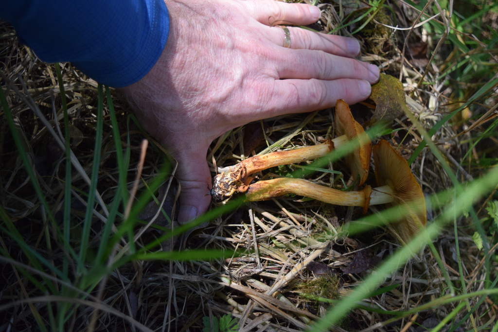 Gymnopilus junonius · April 2025 · photo: © davidwhyte (iNaturalist, cc-by-sa)