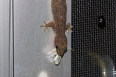 Palpita munroei