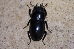 Serrognathus titanus okinawanus