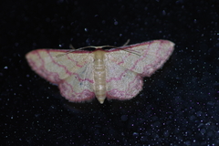 Idaea okinawensis