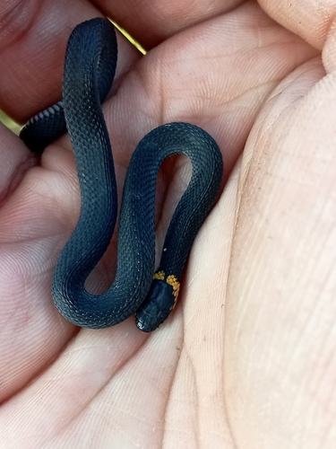 Ringneck Coffee Snake