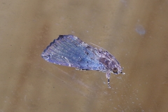 Ercheia dubia