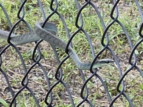 Common Tree Snake sighting