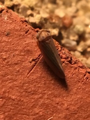 Megophthalminae