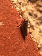 Megophthalminae