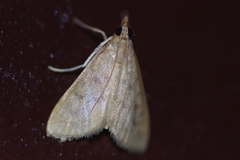 Xanthopsamma aurantialis