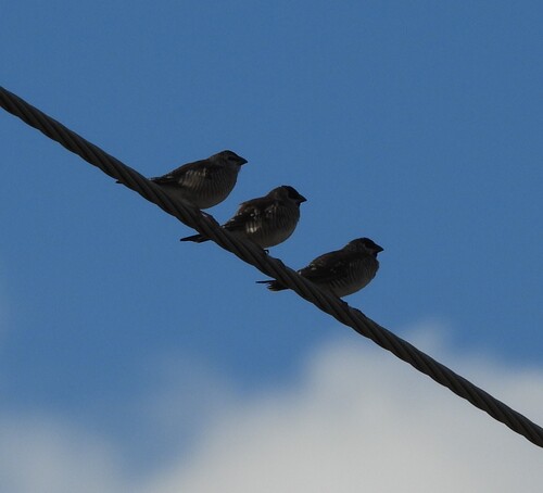 Plum-headed Finch (Emblema modestum), photo 6