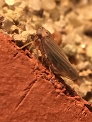 Megophthalminae