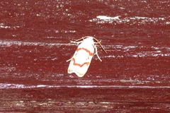 Cyana unipunctata