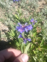 Penstemon cyananthus