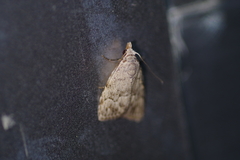 Nola thyrophora