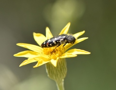 Acmaeodera rubronotata