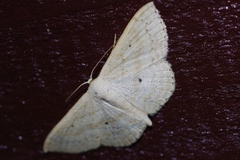 Scopula emma