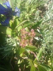 Penstemon cyananthus