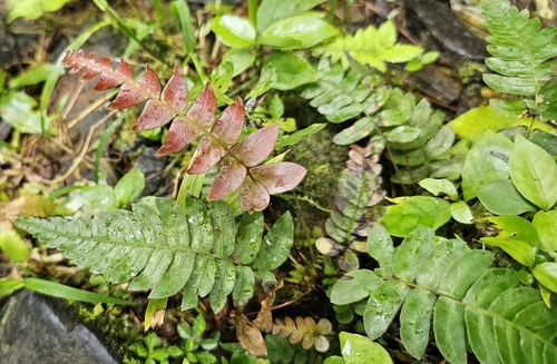 Image of Blechnum occidentale by (c) froggymum, some rights reserved (CC BY)