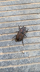 Prosopocoilus astacoides