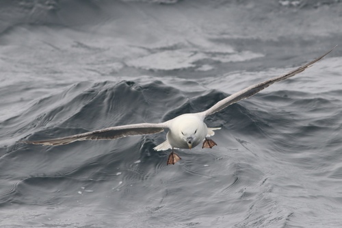 Fulmar boreal (Fulmarus glacialis)
