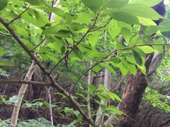 Lindera erythrocarpa