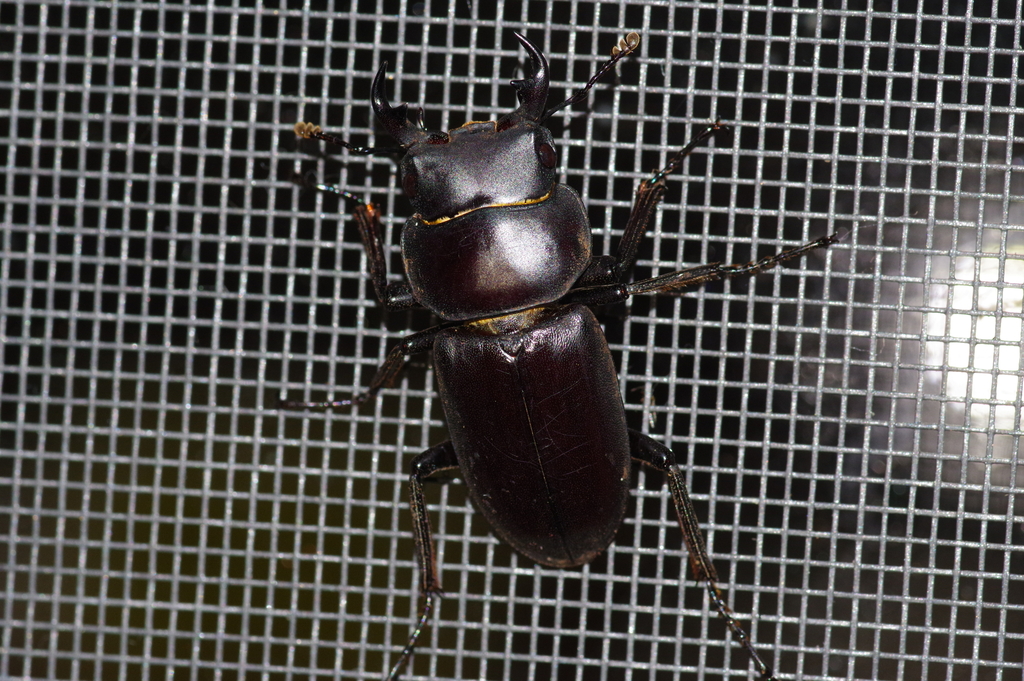Dorcus amamianus