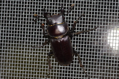 Dorcus amamianus nomurai