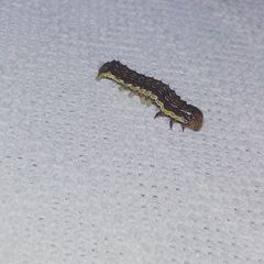 Lepidoptera