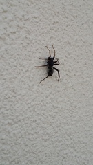 Corinnoidea
