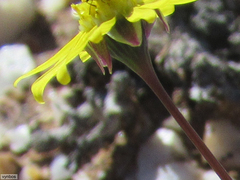Othonninae