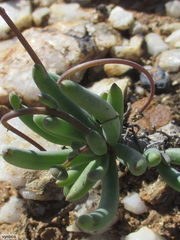 Othonninae