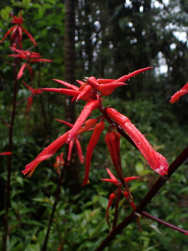 Pitcairnia lehmannii