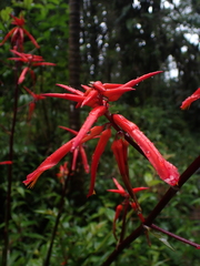 Pitcairnia lehmannii