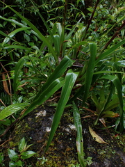 Pitcairnia lehmannii, photograph (c) Nolan Exe, some rights reserved (CC BY)