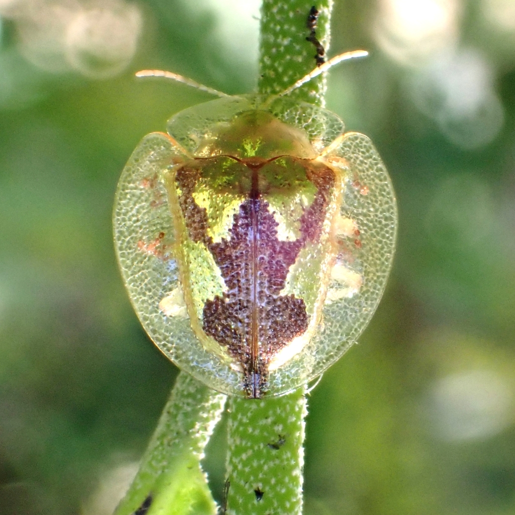 Coptocycla contemta