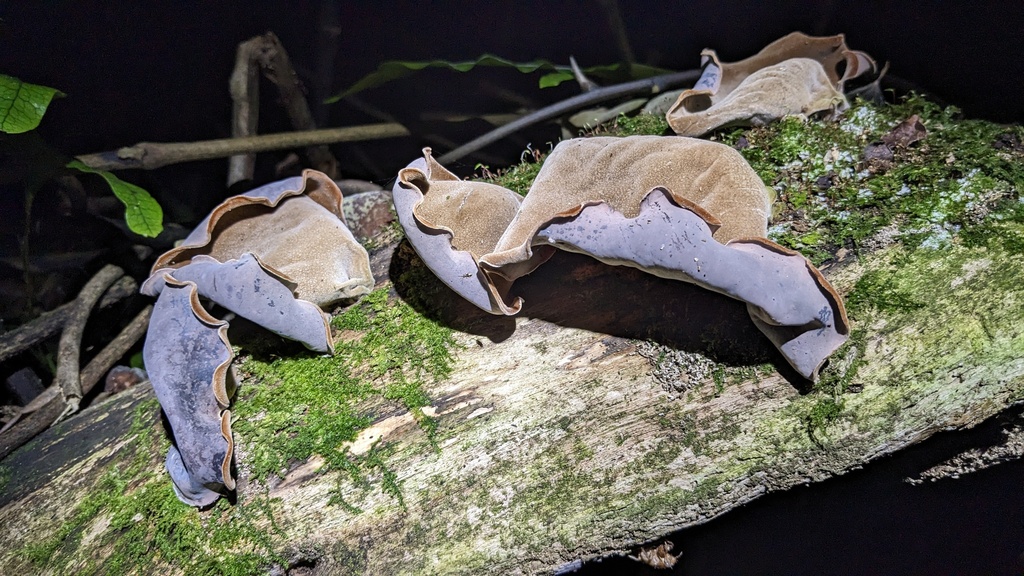 Auricularia cornea · April 2025 · photo: © svendhansen (iNaturalist, cc-by)