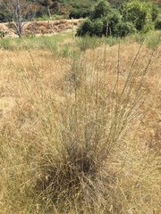 Thinopyrum intermedium intermedium