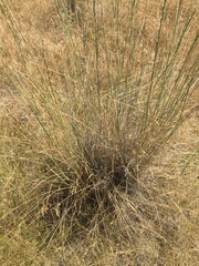 Thinopyrum intermedium intermedium