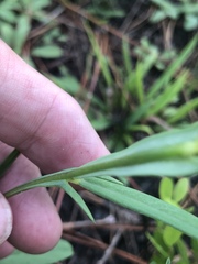Crotalaria purshii