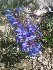 Penstemon cyananthus