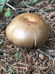 Suillus lakei