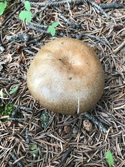 Suillus lakei