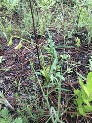 Crotalaria purshii