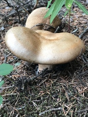 Suillus lakei