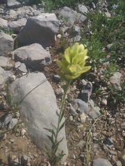 Castilleja occidentalis