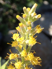 Rainiera stricta