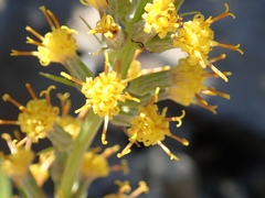 Rainiera stricta