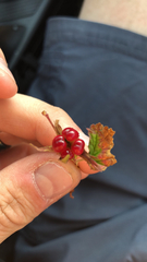 Viburnum edule