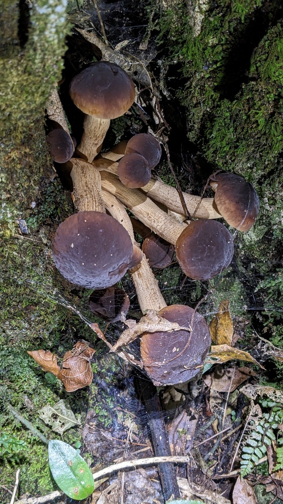 Cyclocybe parasitica · April 2025 · photo: © svendhansen (iNaturalist, cc-by)