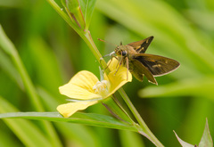 Polites themistocles