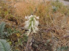 Astragalus nuttallii